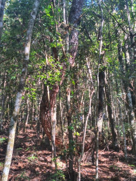 守關山南峰 守關山 守城大山2919140