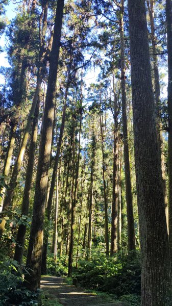 溪頭自然教育園區2938872