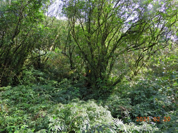 宜蘭 頭城 窖寮山(未竟)1278653
