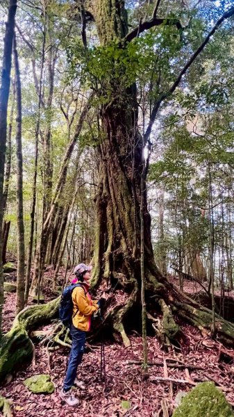 🌈3/7（六）谷關七雄波津加~大雪山進谷關出✨FB：熊熊趴爬走🌈3011481