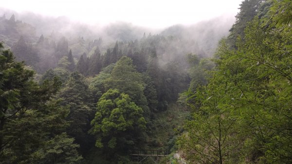 檜山巨木森林步道1779532