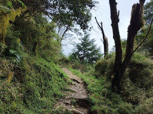 [玉山尋寶任務-08/12] 2025_0824 鹿林山步道_鹿林山2870802