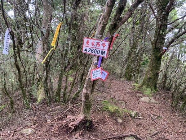 20250517義義兒玉山-東水山2791696