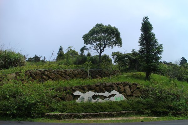 雲林．古坑雲嶺之丘&杉林步道2023/07/152238591