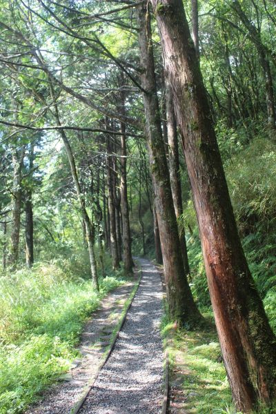 見晴懷古步道~只求此生與你一起走過149846