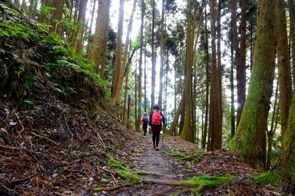 檜山巨木森林步道481557