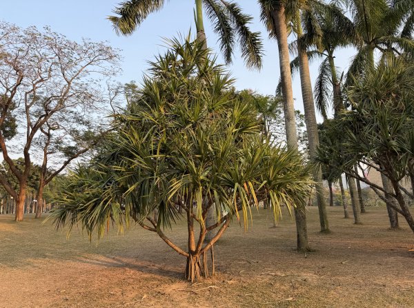 [茂名馬之行-12] 2026_0119 蓮花山公園2996929