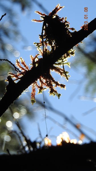 再衝太平山賞日出/雲海雲瀑同框&霧虹觀音圈同框&首登望洋山1/81986378