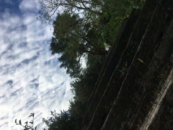 六寮崙山、雞罩山、白雞山8字走2371093