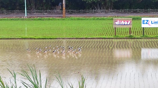 台北大縱走第八段2504041