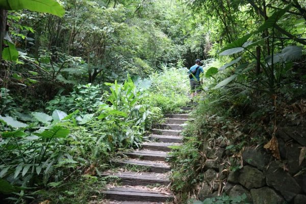 〔北投〕半嶺吊橋 半嶺水圳古道 半嶺瀑布 松溪瀑布。剛完工不久，滿滿森林芬多精的半嶺水圳步道2220908