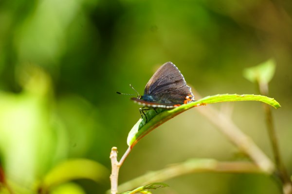 埔里彩蝶瀑布之國姓鄉眉冷山及糯米橋1466176
