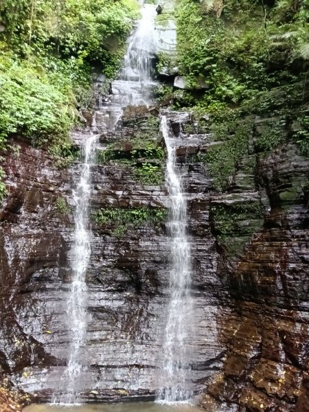 汐止區大尖山櫻花+秀峰瀑布O型3009366