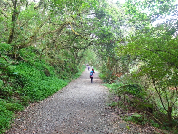 二子坪 面天山 向天山步道 大屯山西峰39751