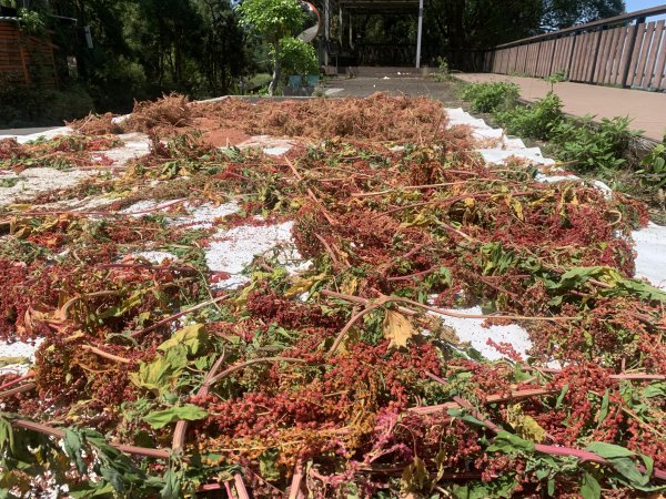 20250531屏東虻彈山東峰2803175