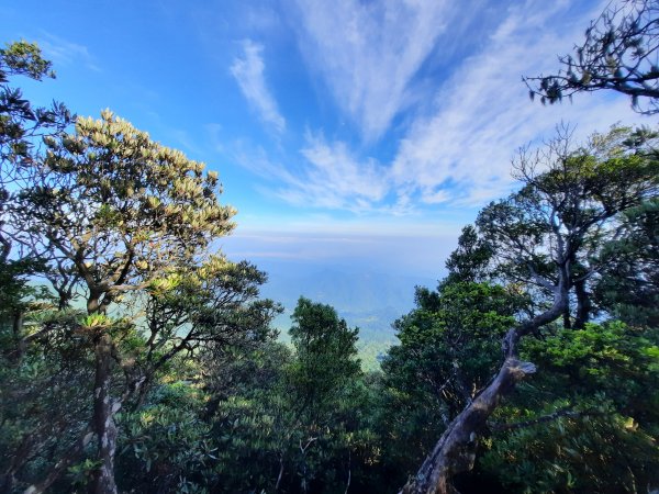 加里山 杜鵑嶺 鐵道 大O型 大坪上1053376