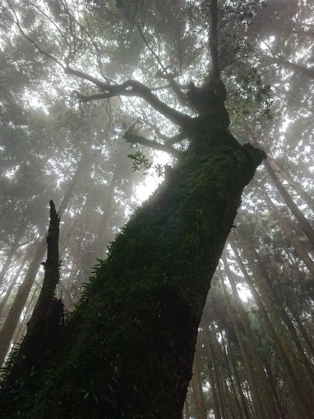 民都有山(面托油山)1499671