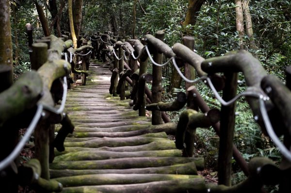 大坑1號步道2865265