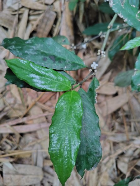 龍過脈森林步道2783813