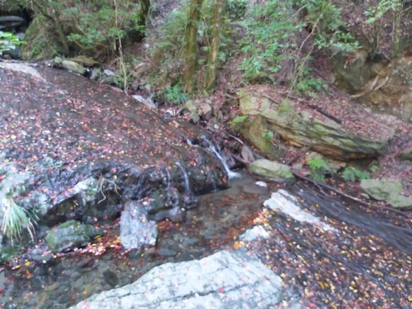 中級山-司馬庫斯2888968