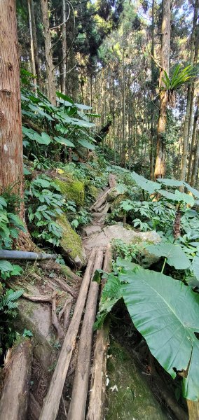 2023-03-18向天湖山步道2076621