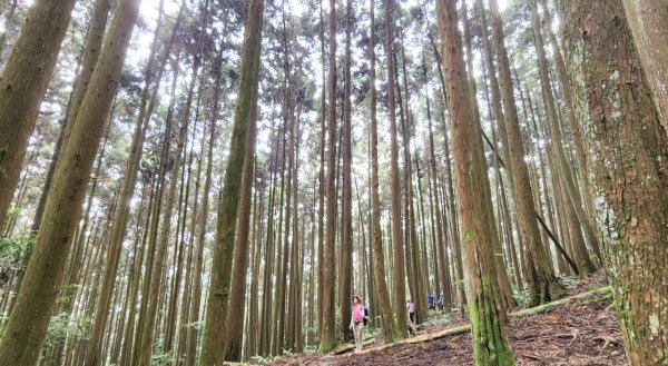 【中級山】夢裡的森林，令人嚮往，新竹民都有山（面托油山）