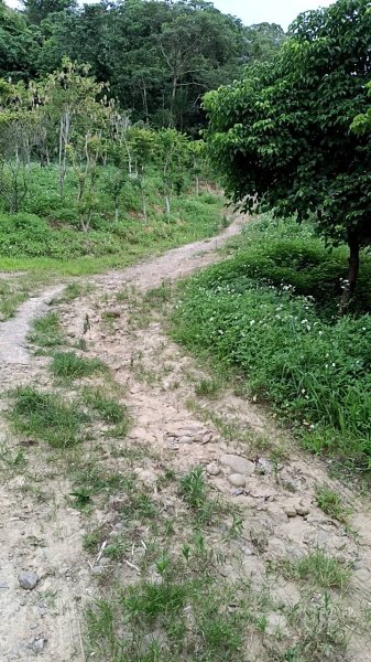 20250517 倒別牛-中坑山-飛鳳山 大O型2790390