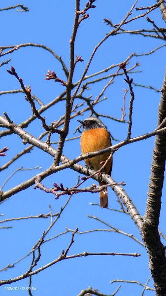 #河津櫻 #八重櫻 #山櫻花 #黃尾鴝 #綠繡眼 #夕陽 2/122997671