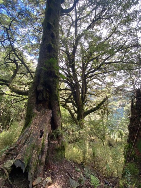 塔塔加黑森林2668037