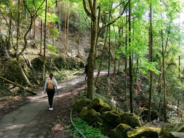台南白河~台南第一高峰。 關仔嶺大凍山917811