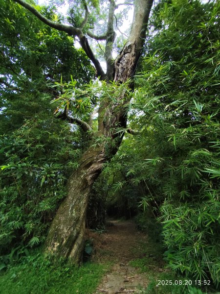 【臺北大縱走 1+2】2-2 大屯主峰-連峰步道→下青礐步道→貴子坑步道→忠義山步道→楓丹白露步道2866922