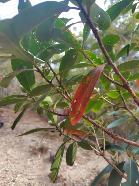 多納六秀 屯子山 安通吊橋2987238