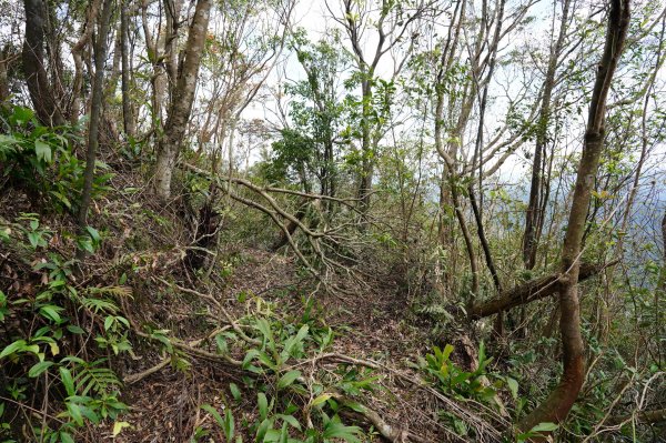 新北 烏來 大桶山、火燒樟山2728799