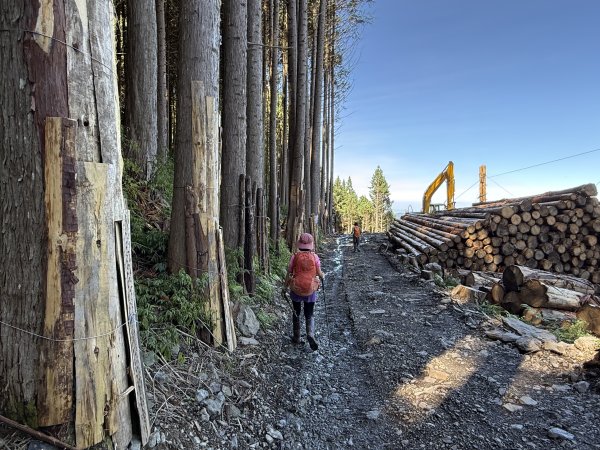 大雪山林道-屋我尾山O繞 202506152816292