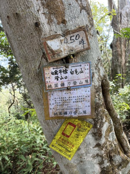 谷關 白毛山-逆O繞 202603153018977