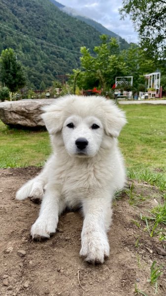 川藏深度之旅33天/A行程2902811