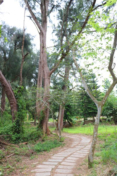 新竹新豐~大自然的寶藏~紅樹林濕地保護區919633
