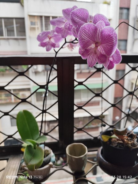 大直美麗華百樂園、內湖路一段737巷廟會遶境、萬里和金山風光3031472