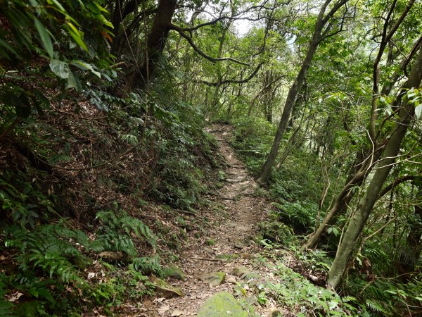 [淡蘭古道] 2026_0531 北路第一段_燦光寮古道(下)-牡丹溪畔3070965