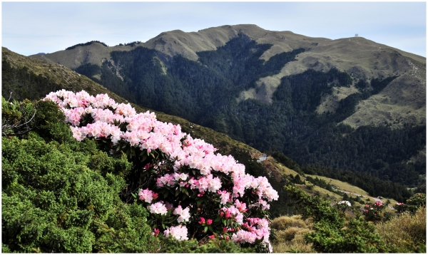 2016/05/09 石門山的高山杜鵑39552