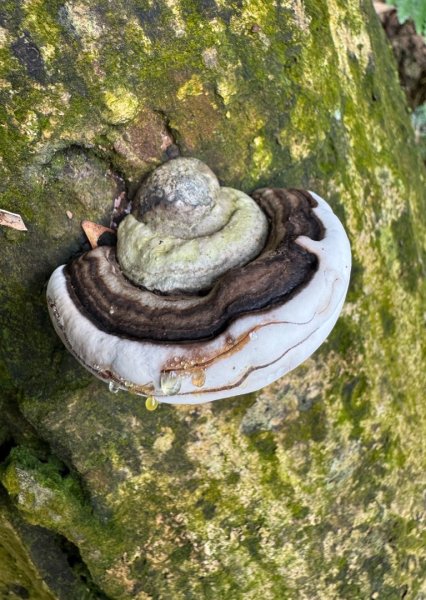 紫微聖母環山步道走六寮崙山與西南峰2990763