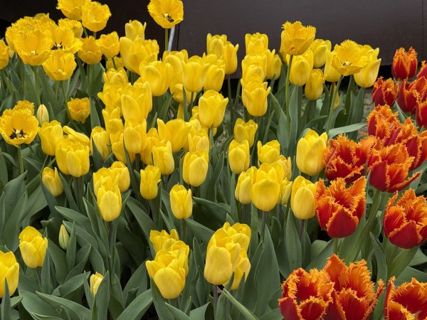 士林官邸~鬱金香2717322