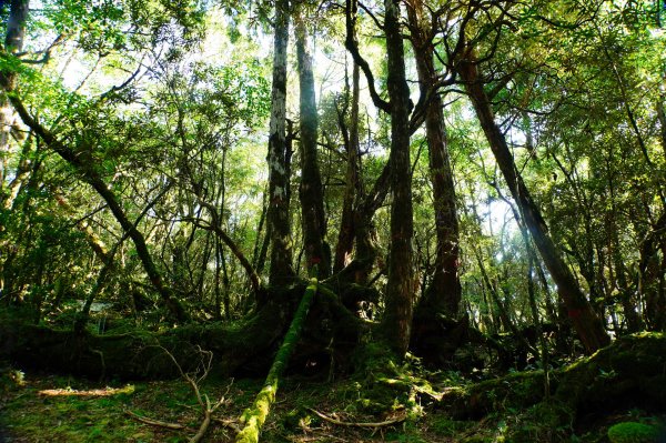 桃園 復興 達觀山、拉拉山3101842
