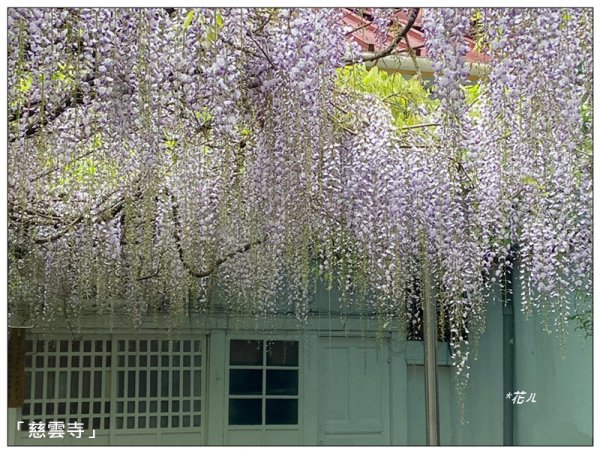 阿里山慈雲寺の紫藤2782161