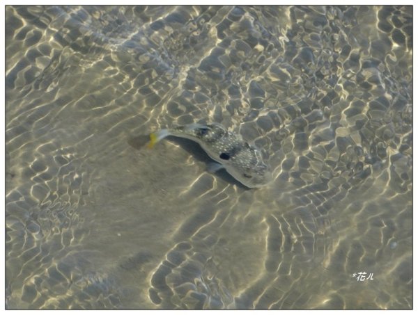 高美燈塔、大甲溪堤防、番子寮 基石2896598