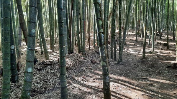 《南投》竹林台灣杉｜溪頭山竹崙山志騰山O繞202302182035821