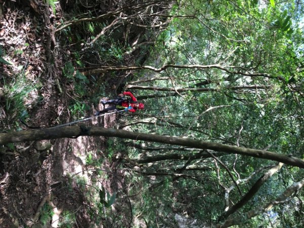 內鳥嘴山（山毛櫸、北得拉曼神木2648194