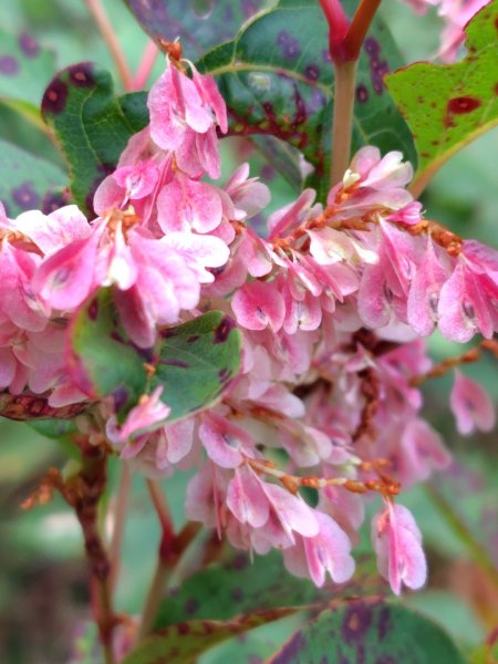 巒安堂、西巒大山2931643