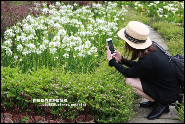 竹子湖海芋季946276