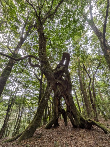 結界縱走三日(結城山、境界山、檜山)2920874